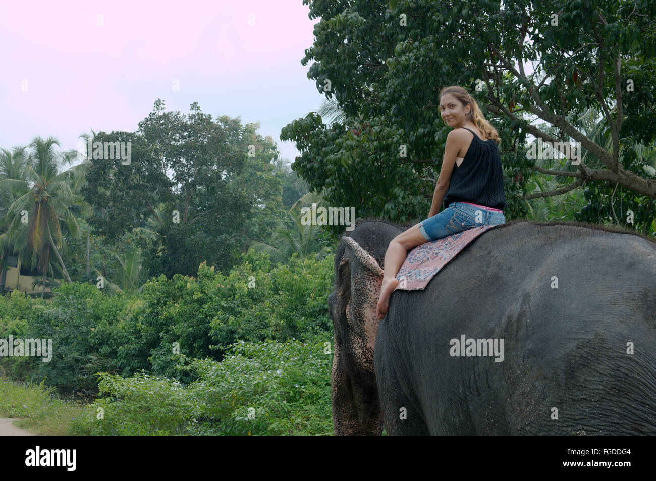 La donna corse su un elefante attraverso la giungla - elefante indiano, elefante asiatico o elefante Asiatico (Elephas maximus) Hikkaduwa, Foto Stock