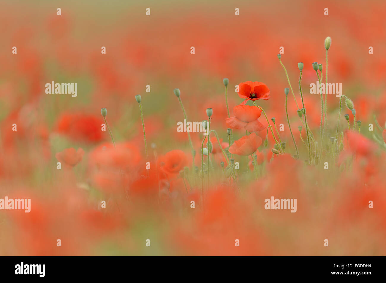 Il mais Papavero (Papaver rhoeas) massa di fioritura, in crescita nel settore dei seminativi, Staffordshire, Inghilterra, Giugno Foto Stock