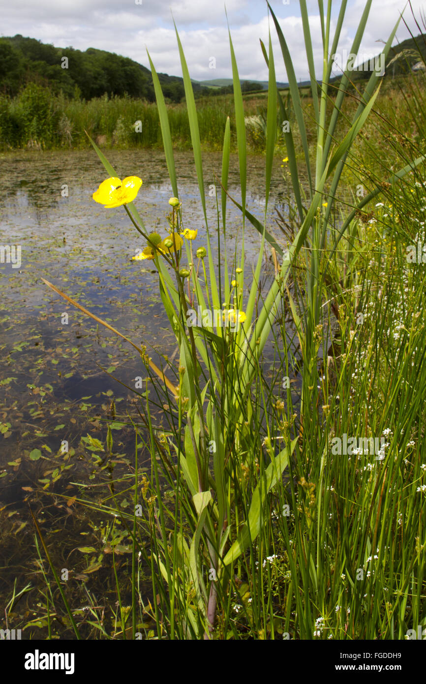 Maggiore Spearwort (Ranunculus lingua) fioritura, crescente accanto al laghetto di fattoria, POWYS, GALLES, Luglio Foto Stock