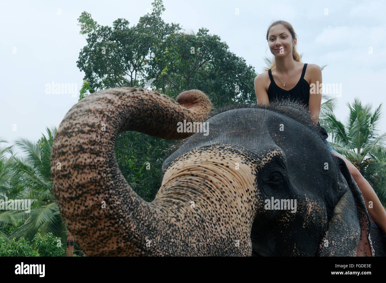 La donna corse su un elefante attraverso la giungla - elefante indiano, elefante asiatico o elefante Asiatico (Elephas maximus) Hikkaduwa, Foto Stock
