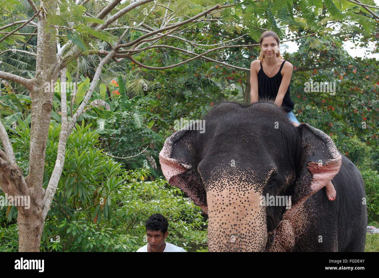 La donna corse su un elefante attraverso la giungla - elefante indiano, elefante asiatico o elefante Asiatico (Elephas maximus) Hikkaduwa, Foto Stock