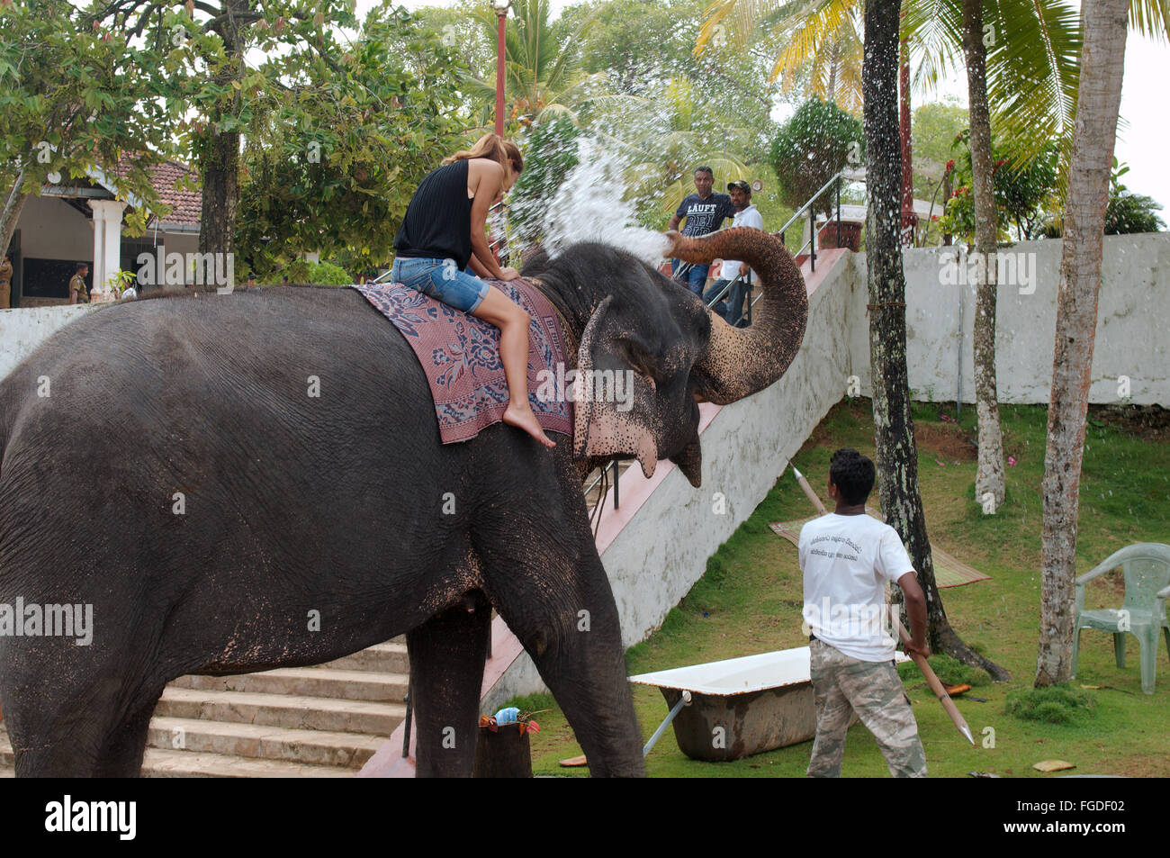 L'elefante si versa acqua da un tronco di una donna seduta su di esso - l'elefante indiano, elefante asiatico o elefante Asiatico (Elephas m Foto Stock