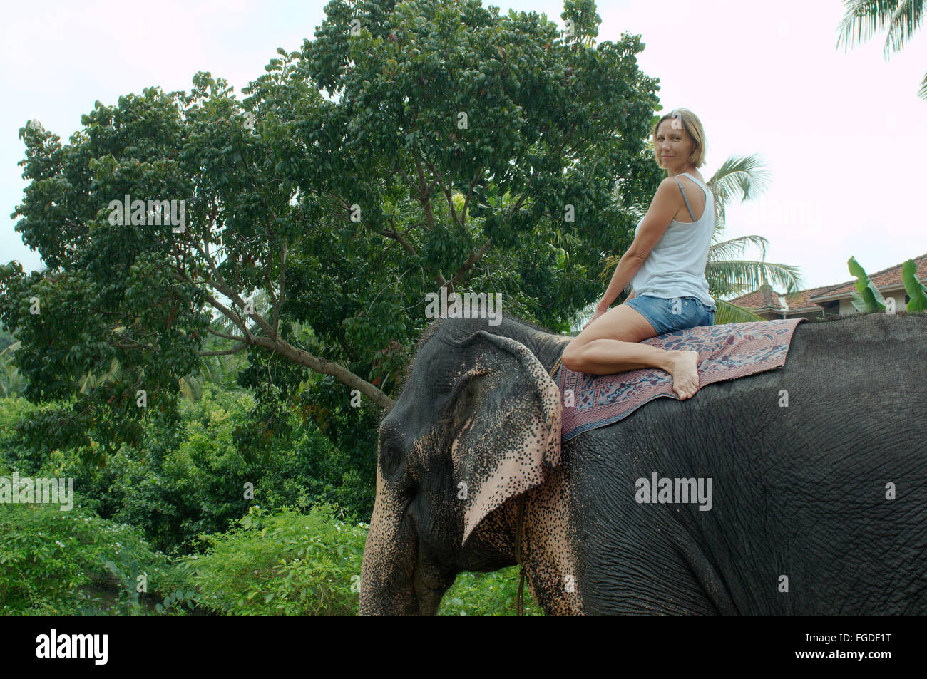 La donna corse su un elefante indiano, elefante asiatico o elefante Asiatico (Elephas maximus), Hikkaduwa, Sri Lanka, Sud Asia Foto Stock