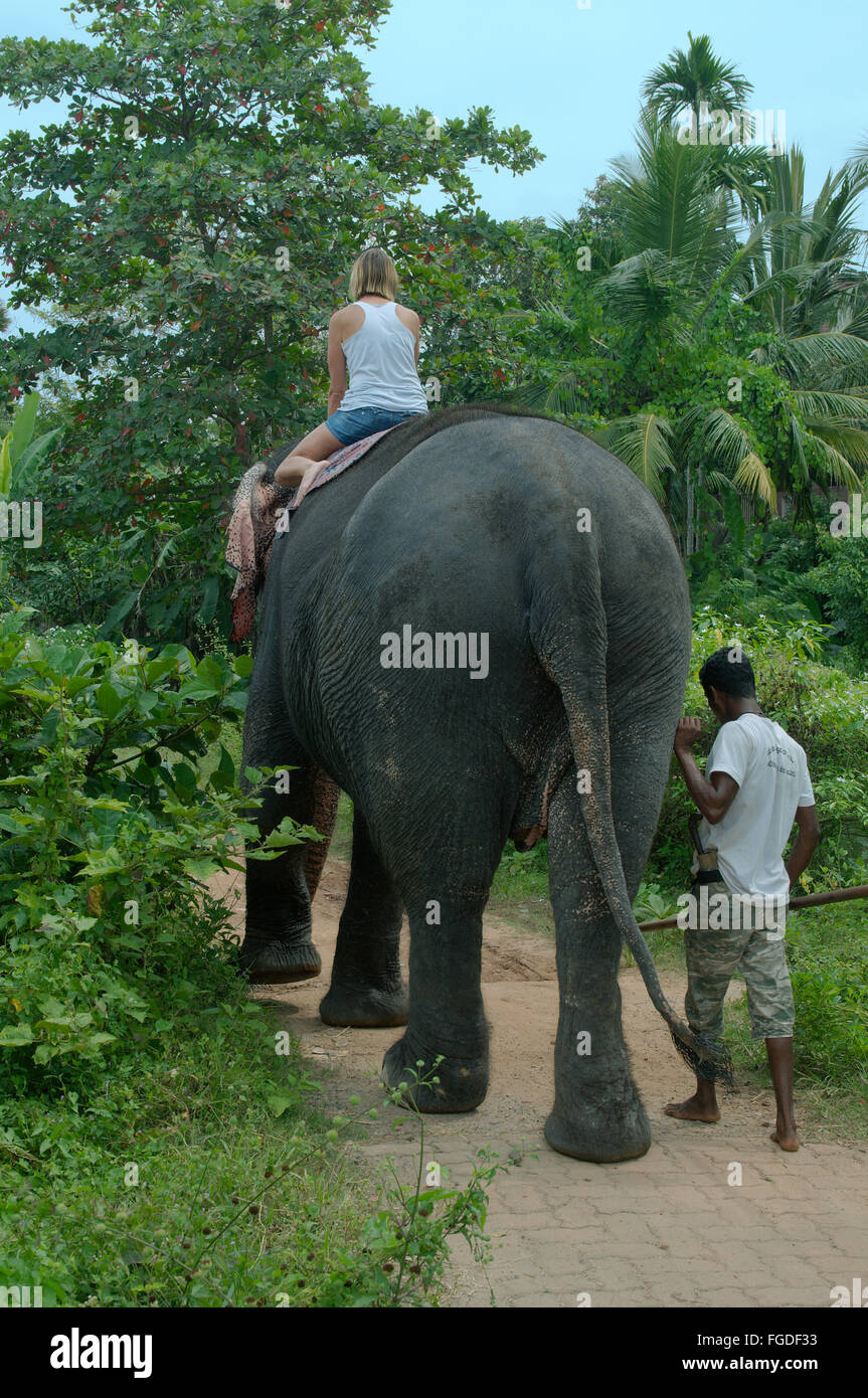 La donna corse su un elefante indiano, elefante asiatico o elefante Asiatico (Elephas maximus), Hikkaduwa, Sri Lanka, Sud Asia Foto Stock