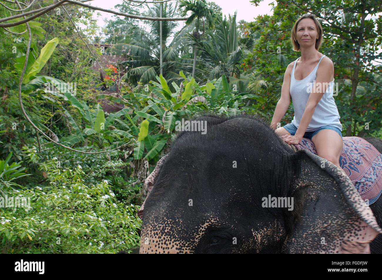 La donna corse su un elefante attraverso la giungla - elefante indiano, elefante asiatico o elefante Asiatico (Elephas maximus) Hikkaduwa, Foto Stock