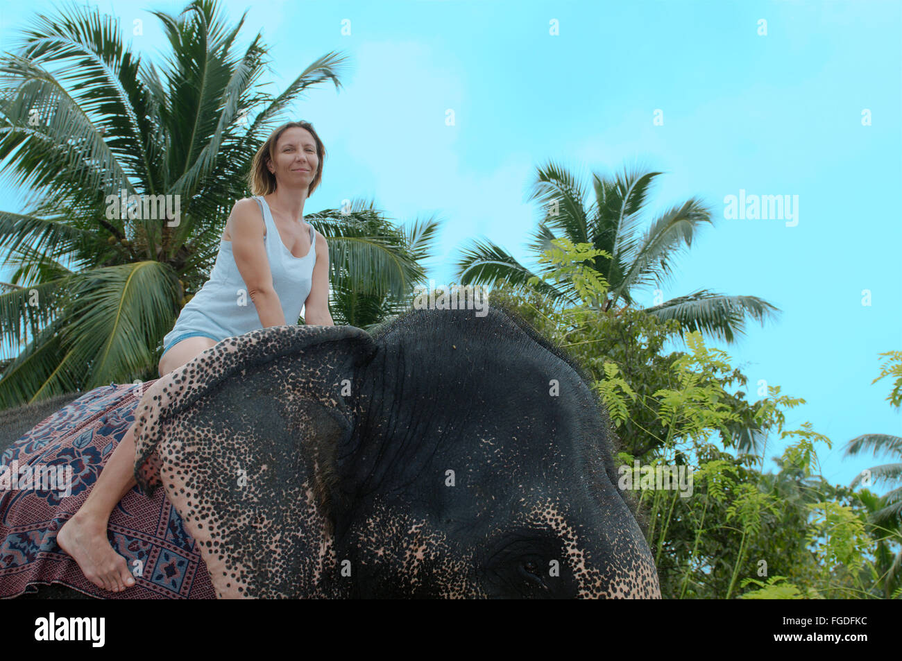 La donna corse su un elefante attraverso la giungla - elefante indiano, elefante asiatico o elefante Asiatico (Elephas maximus) Hikkaduwa, Foto Stock
