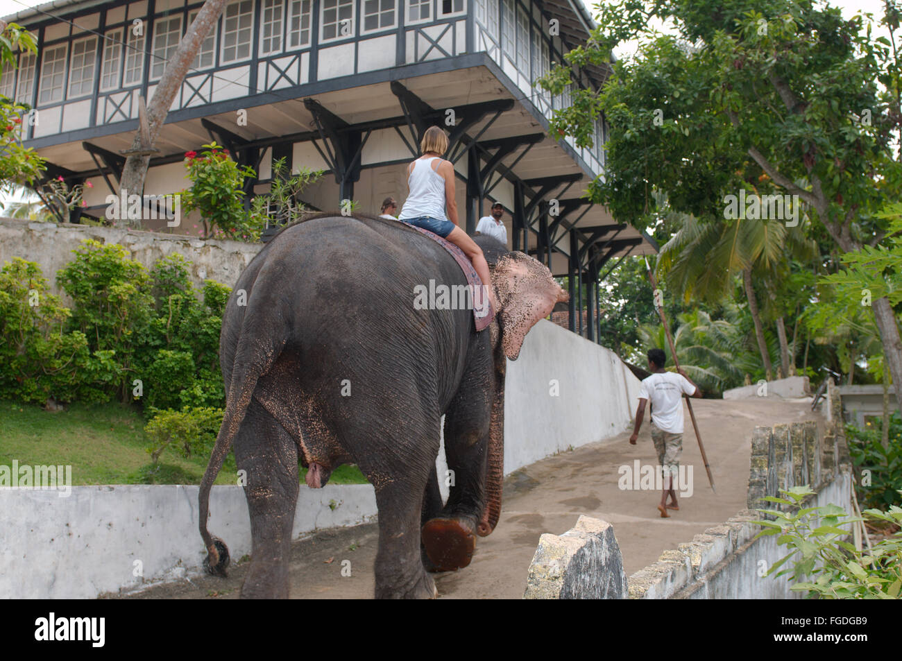 La donna chiede in su un elefante nel territorio di un tempio buddista- elefante indiano, elefante asiatico o elefante Asiatico (Eleph Foto Stock