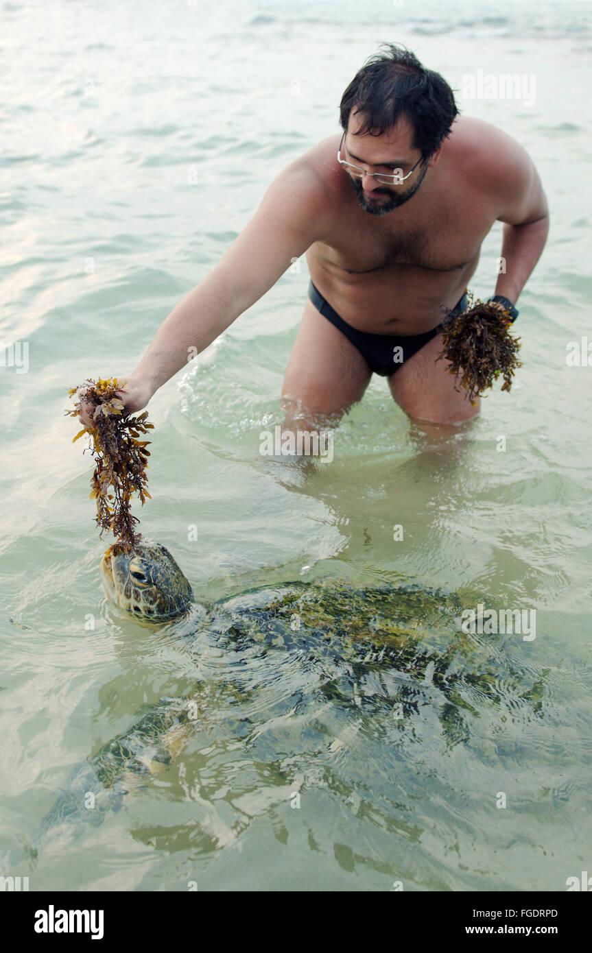 L uomo si nutre di alghe tartaruga verde, tartaruga verde, nero tartaruga di mare o Pacifico tartaruga verde (Chelonia Mydas) Foto Stock