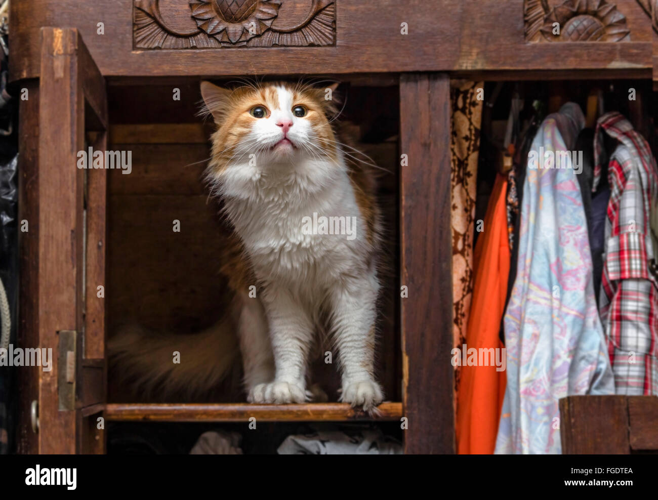 Rosso-bianco gatto nel vecchio armadio si erge con orgoglio Foto Stock