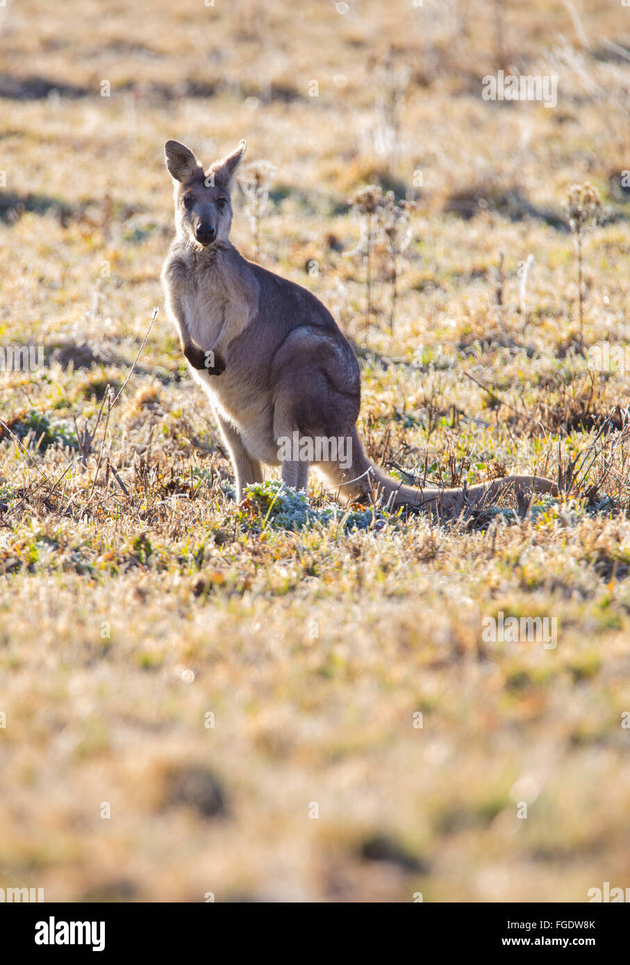 Femmina Wallaroo comune (Macropus robustus), NSW, Australia Foto Stock