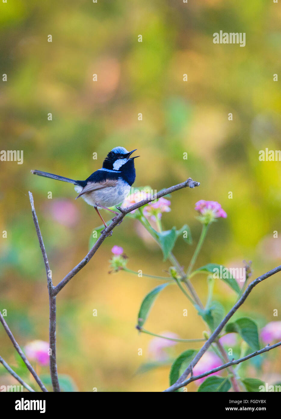 Superbo maschio Fairy-wren (Malurus cyaneus) cantare, NSW, Australia Foto Stock