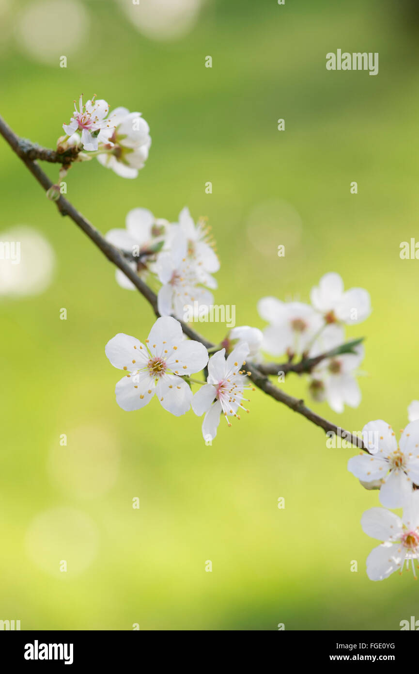 Prunus Cerasifera. Cherry Plum. Cherry Tree blossom Foto Stock