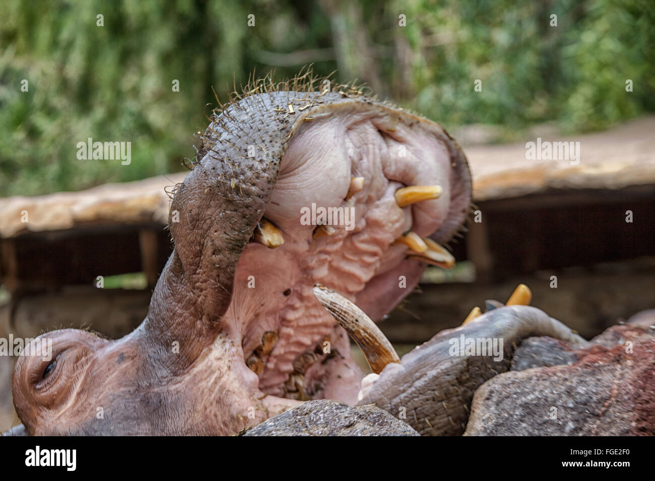 Ippopotamo con la bocca aperta Foto Stock