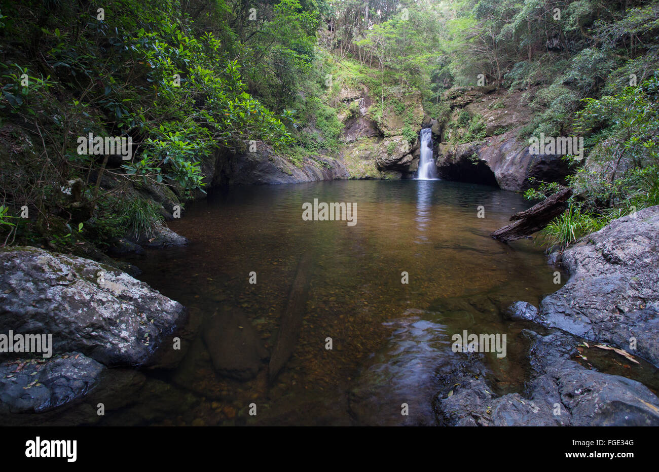 Potoroo cade e una piscina naturale in Tapin Tops National Park, NSW, Australia Foto Stock