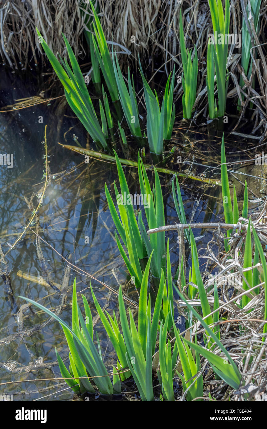 Molla di Nizza nasce iris garden in acqua giornata di sole Foto Stock