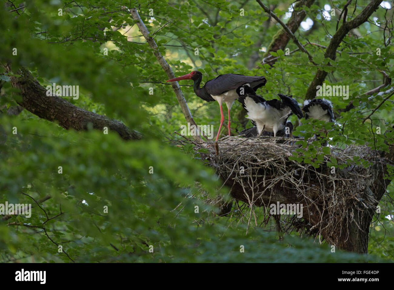 Cicogna Nera / Schwarzstorch ( Ciconia nigra ), adulto, nutrendo la sua prole, enorme nido in alto in un vecchio faggio, fauna selvatica, Europa ( Germania ). Foto Stock