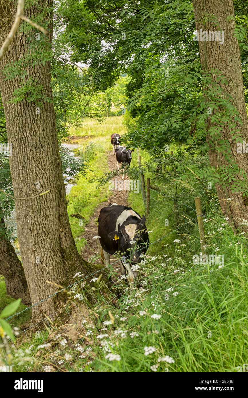 Le vacche a piedi su un percorso lungo il fiume su del The Pennine Way nello Yorkshire, Inghilterra Foto Stock