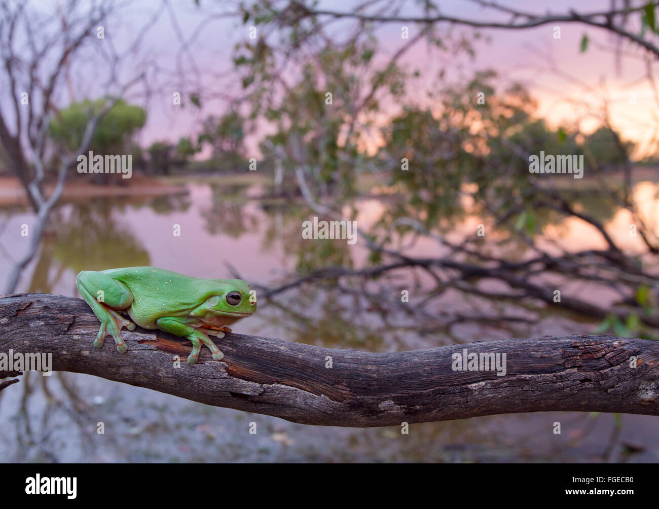 Australian ranocchio verde (Litoria caerulea) su un ramo, con una zona umida in background, Queensland, Australia Foto Stock