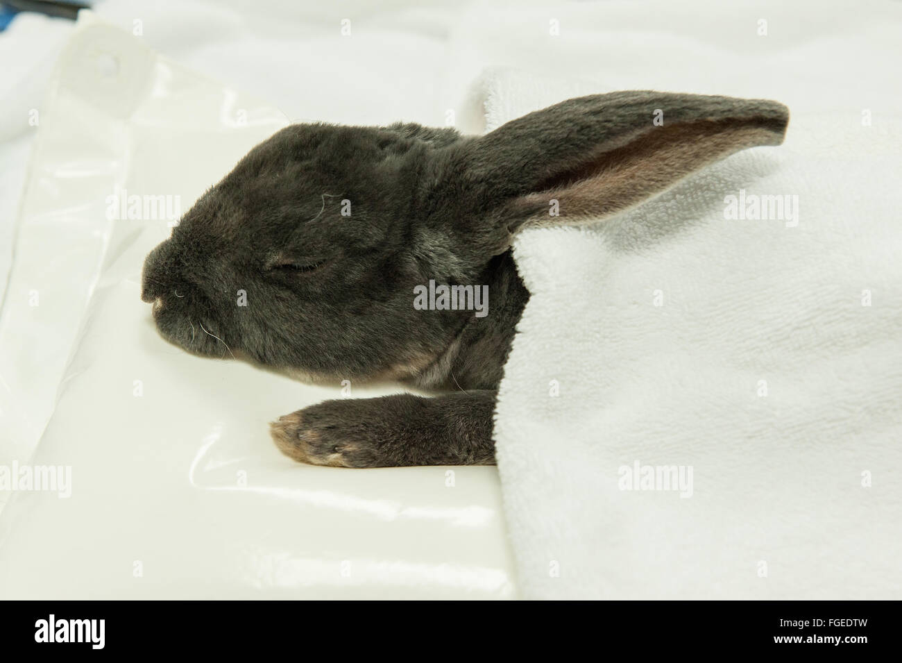 Cura di coniglio post-intervento chirurgico Foto Stock