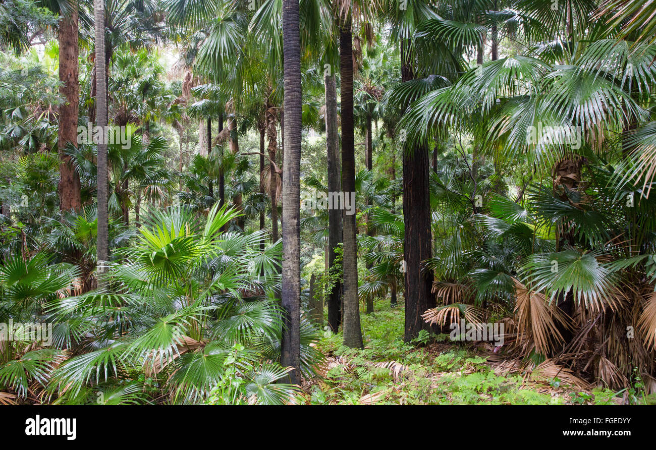 Cavolo cappuccio albero di palme, (Livistona australis) in umido della foresta di eucalipti, Royal National Park, NSW, Australia Foto Stock