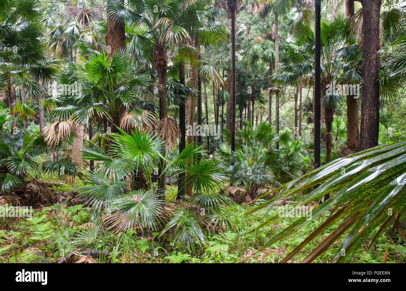 Cavolo cappuccio albero di palme, (Livistona australis) in umido della foresta di eucalipti, Royal National Park, NSW, Australia Foto Stock
