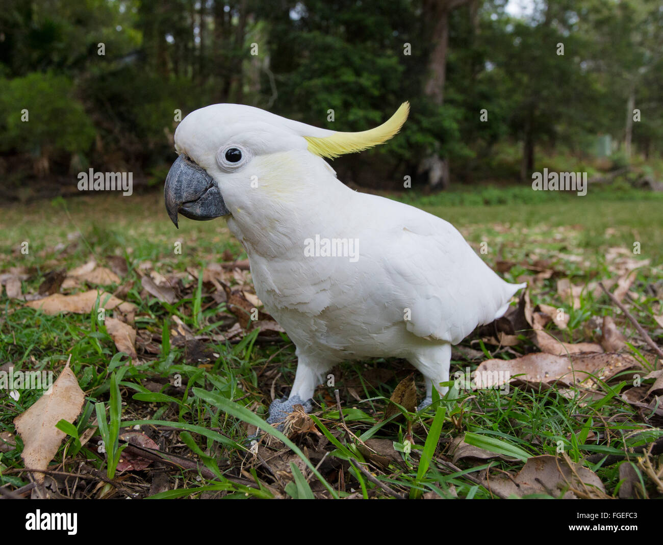 Zolfo-crested Cockatoo (Cacatua galerita), il Royal National Park, NSW, Australia Foto Stock