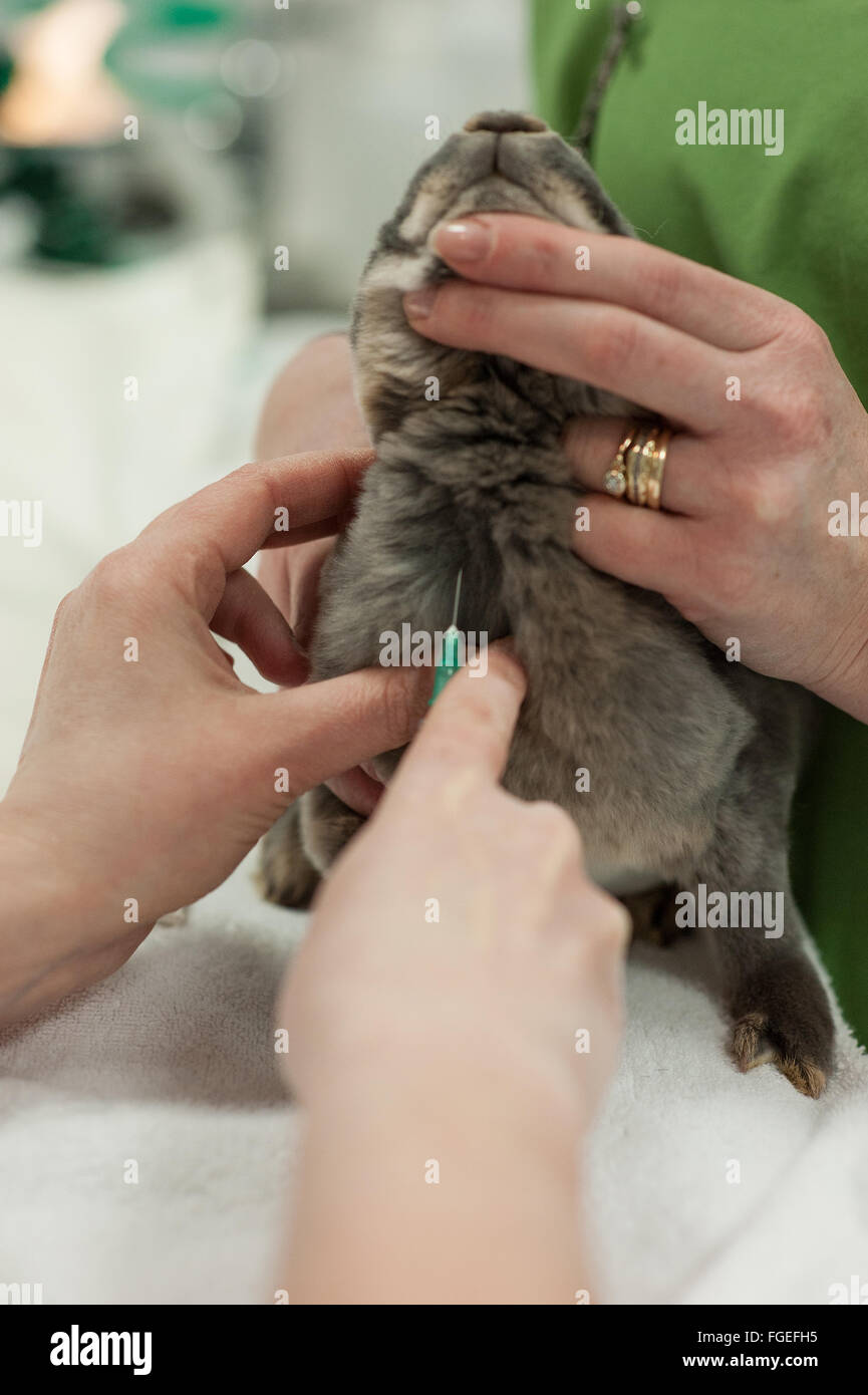 Il coniglio di essere pronti a prendere il campione di sangue Foto Stock