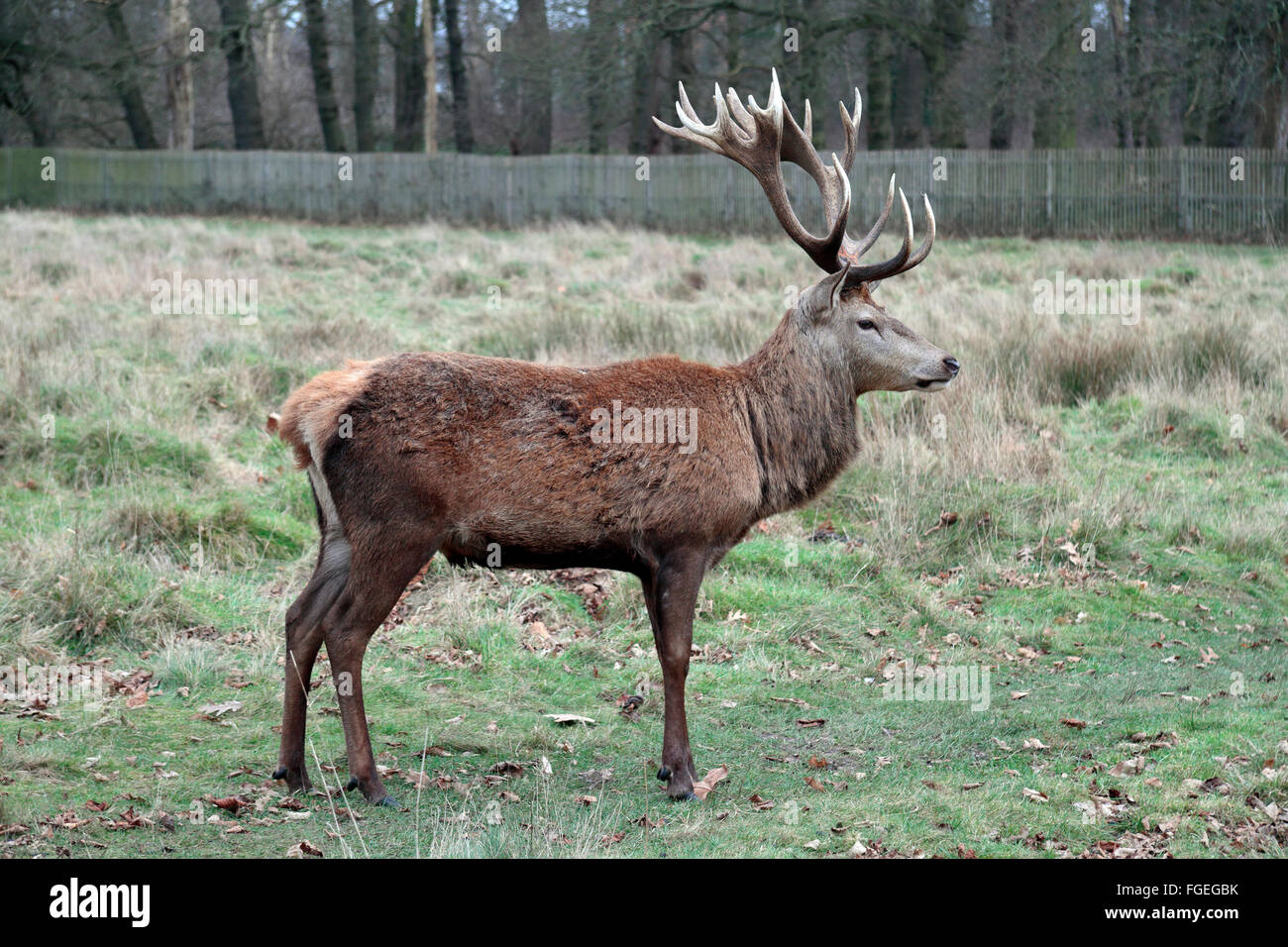 Un grande maschio stag cervo rosso in Bushy Park, vicino a Kingston, Regno Unito. Foto Stock