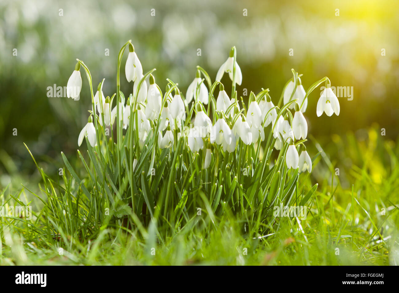 North Lincolnshire, Regno Unito. Il 19 febbraio 2016. Bucaneve nel bosco su un inverno mattina, North Lincolnshire, Regno Unito. Il 19 febbraio 2016. Credito: LEE BEEL/Alamy Live News Foto Stock