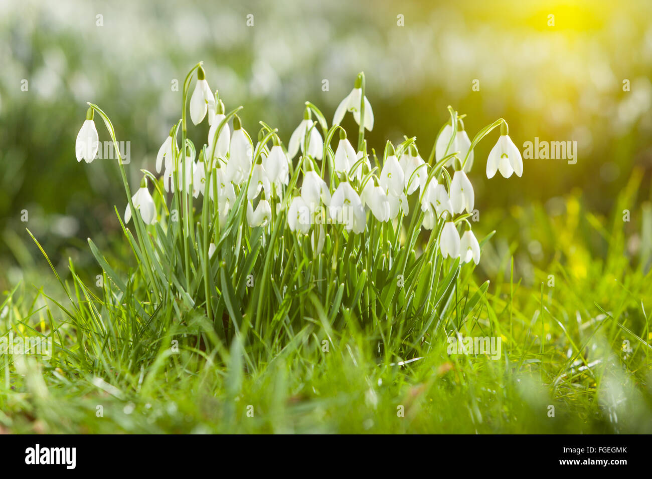 North Lincolnshire, Regno Unito. Il 19 febbraio 2016. Bucaneve nel bosco su un inverno mattina, North Lincolnshire, Regno Unito. Il 19 febbraio 2016. Credito: LEE BEEL/Alamy Live News Foto Stock