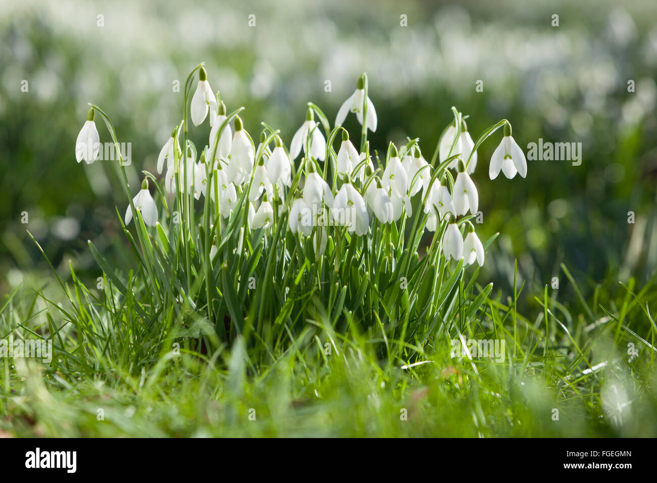 North Lincolnshire, Regno Unito. Il 19 febbraio 2016. Bucaneve nel bosco su un inverno mattina, North Lincolnshire, Regno Unito. Il 19 febbraio 2016. Credito: LEE BEEL/Alamy Live News Foto Stock