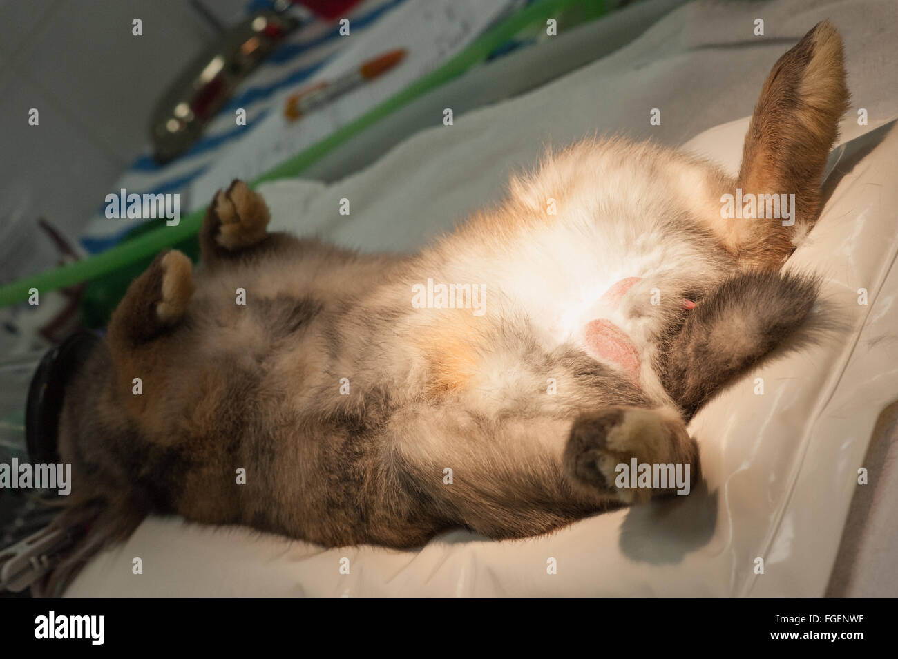 La cura degli animali durante un intervento chirurgico Foto Stock