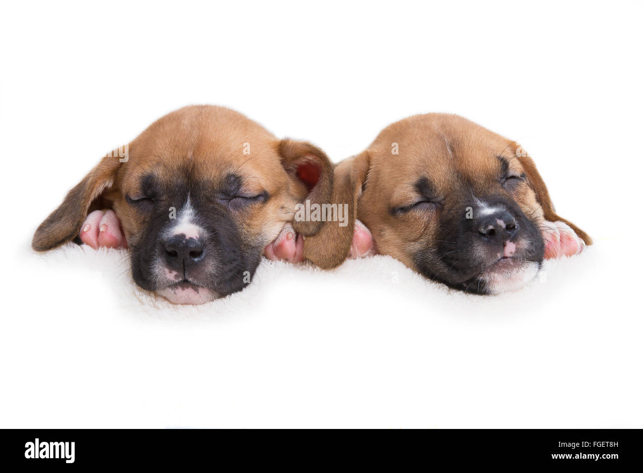 Boxer Labrador Retriever cuccioli di dormire su sfondo bianco Foto Stock