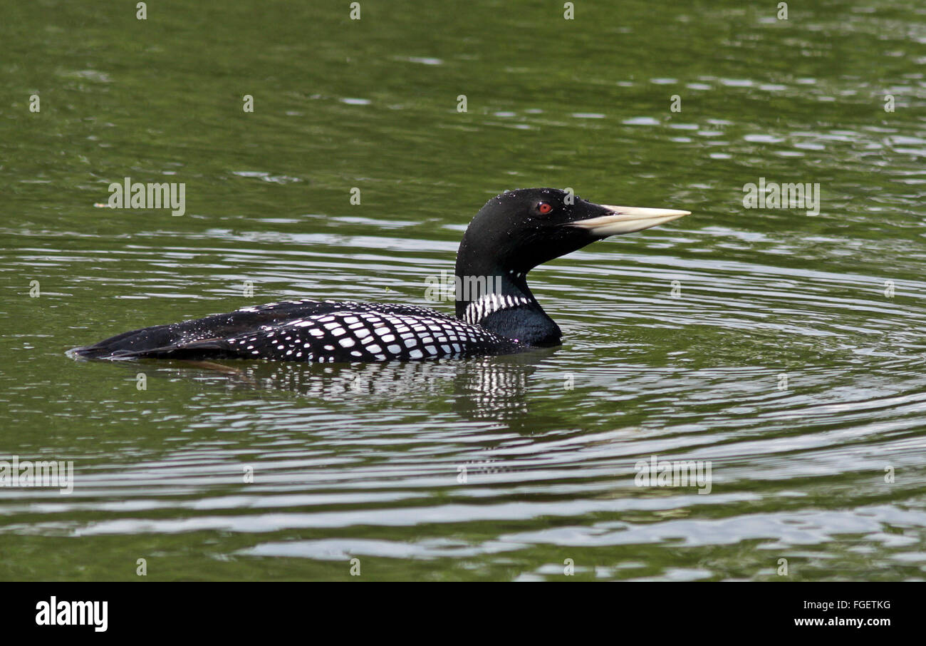 loon con fatturazione gialla / tuffatore con fatturazione bianca / loon con nuoto Foto Stock