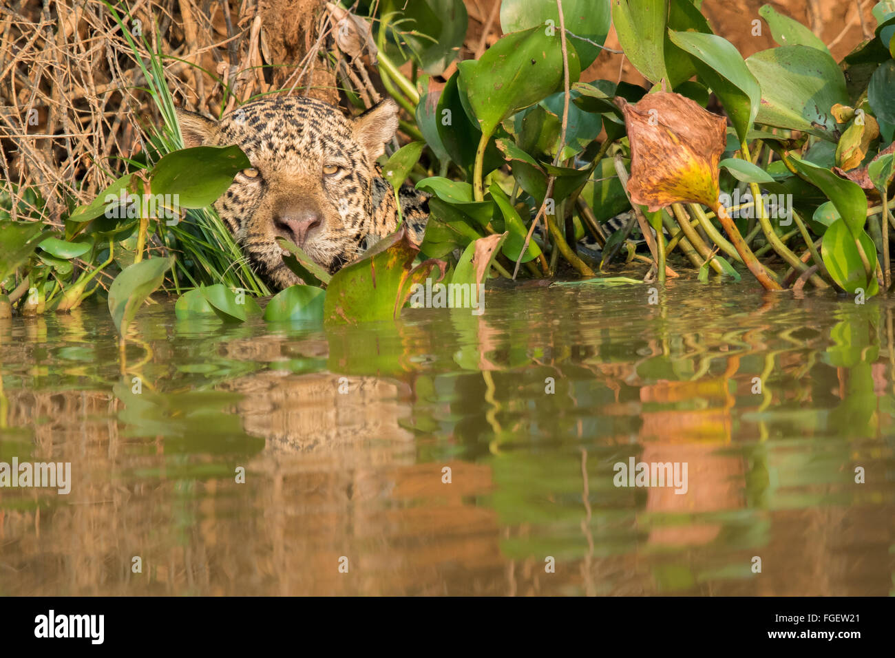 Un maschio selvatico jaguar nuotare nel fiume Cuiaba del Pantanal, Brasile. Foto Stock