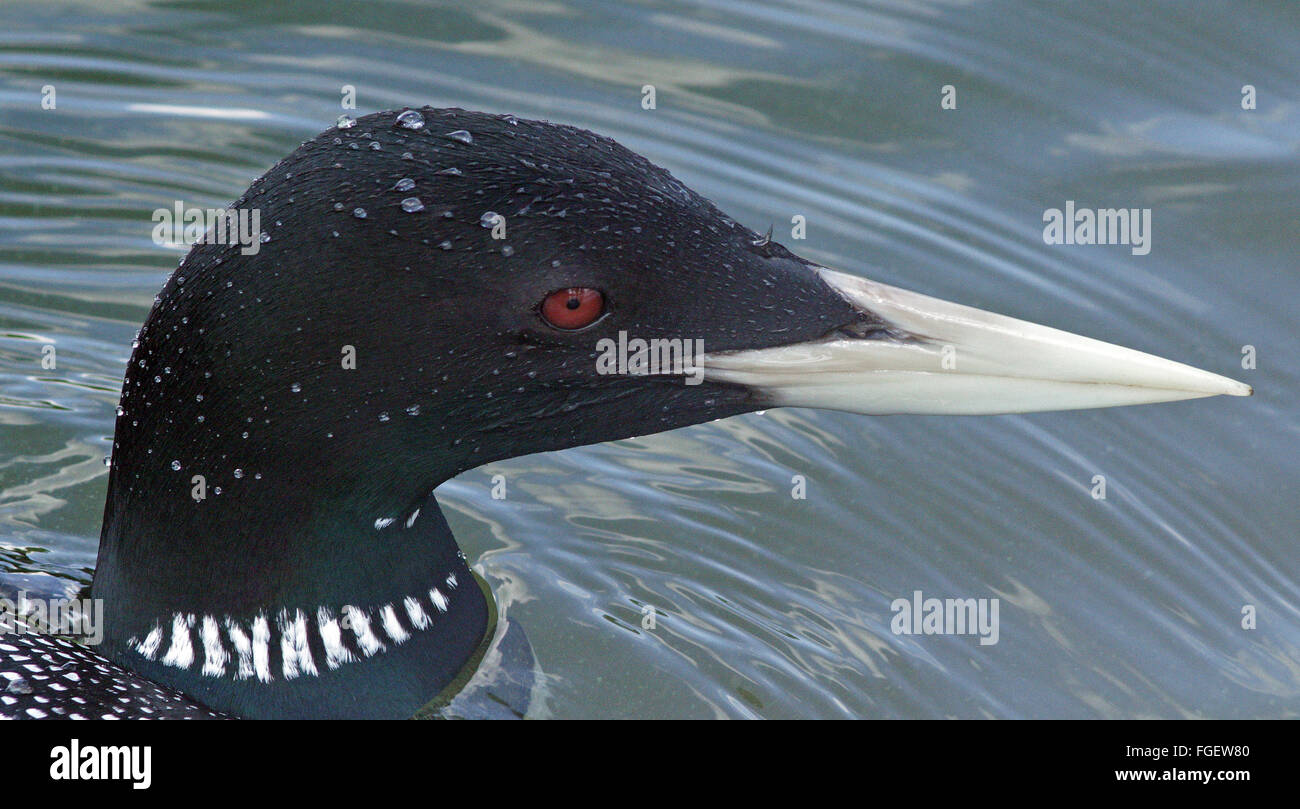 Testa di primo piano del loon (Gavia adamsii) con fatturazione gialla Foto Stock