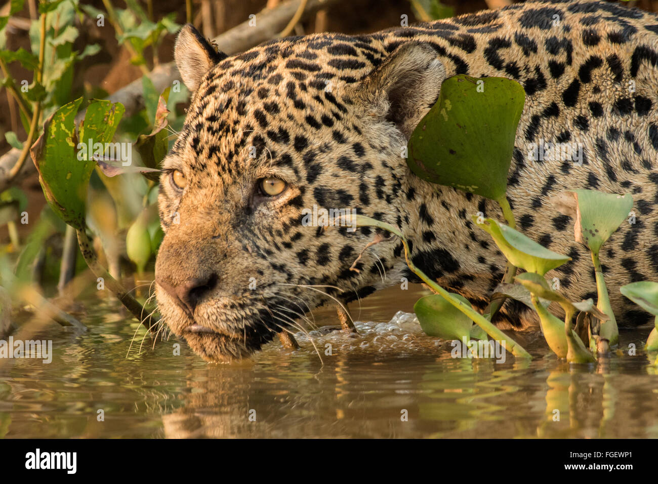 Un maschio selvatico jaguar scivola nell'acqua del fiume Cuiaba del Pantanal, Brasile. Foto Stock