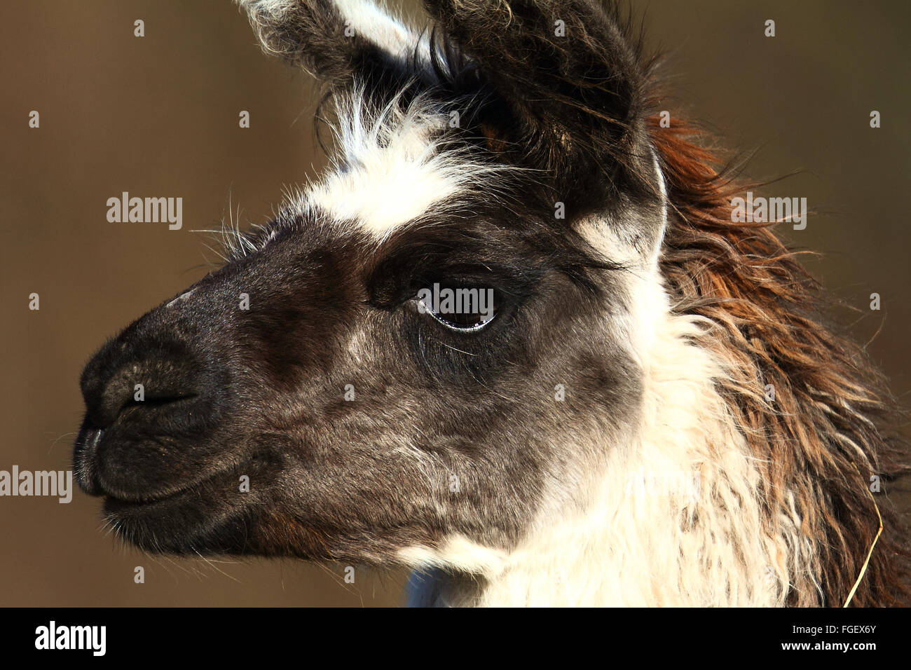 Llama (Lama glama) Foto Stock