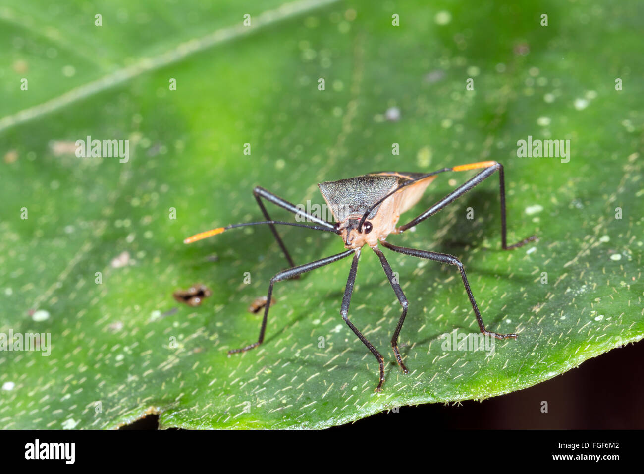 Bug di protezione (Hemiptera, famiglia Coreidae) su un albero della foresta pluviale in provincia di Pastaza, Ecuador Foto Stock