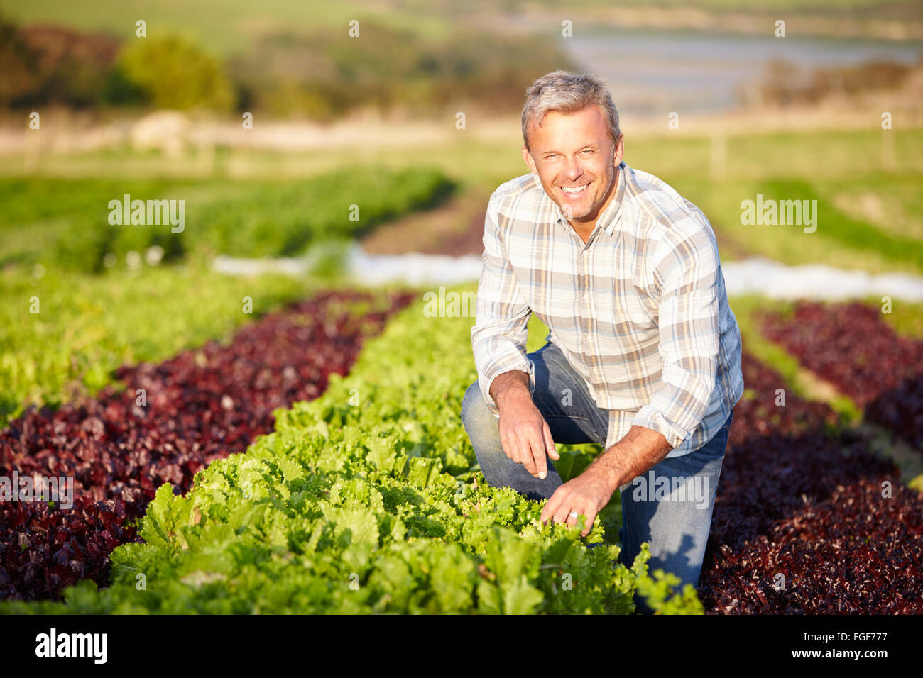 Agricoltore la raccolta organica di foglie di insalata in Agriturismo Foto Stock