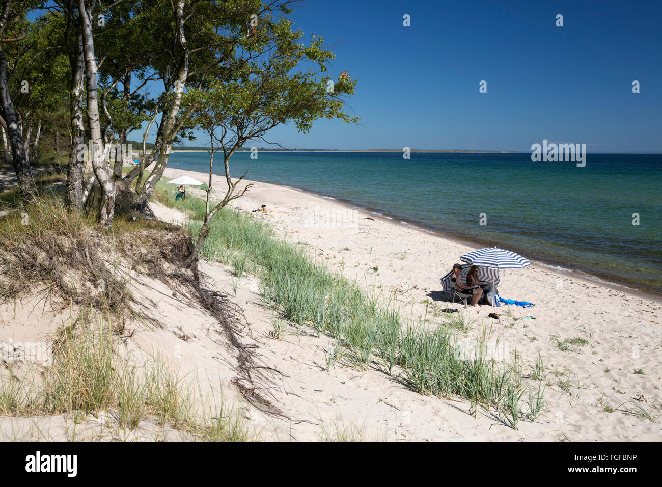 Vista lungo il pino alberata beach, Nybrostrand, vicino a Ystad, Skane (Scania), a sud della Svezia, Svezia, Scandinavia, Europa Foto Stock