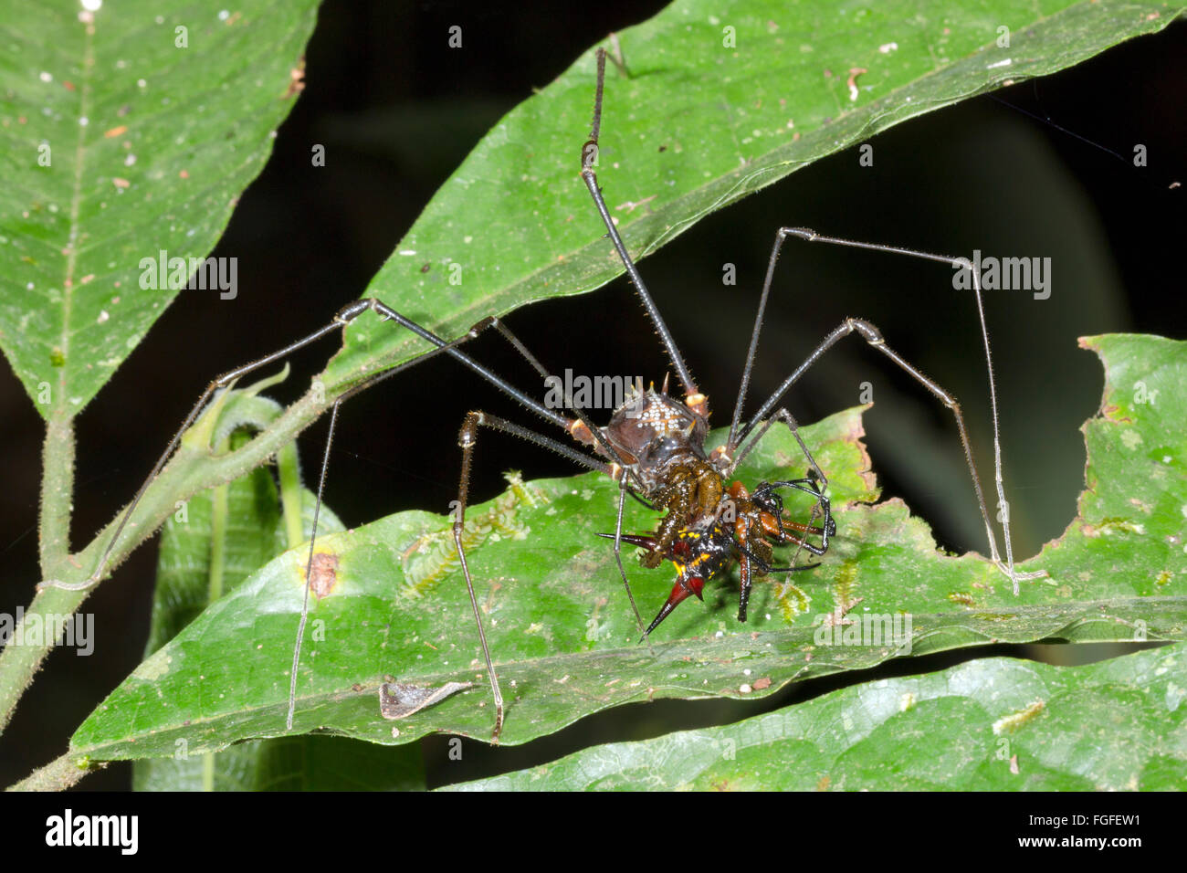 Gigante harvestman tropicale (Phalangid) alimentazione su un ragno spinoso (Micranthena sp.) nella foresta pluviale, provincia di Pastaza, Ecuador Foto Stock