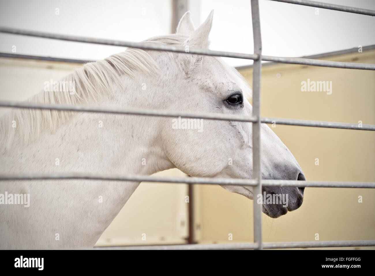 Closeup shot con la testa di un cavallo bianco all'interno di una penna Foto Stock