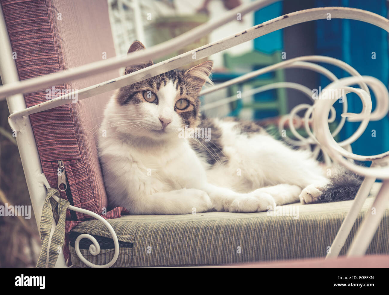 Carino il gatto domestico rilassante su una sedia Foto Stock