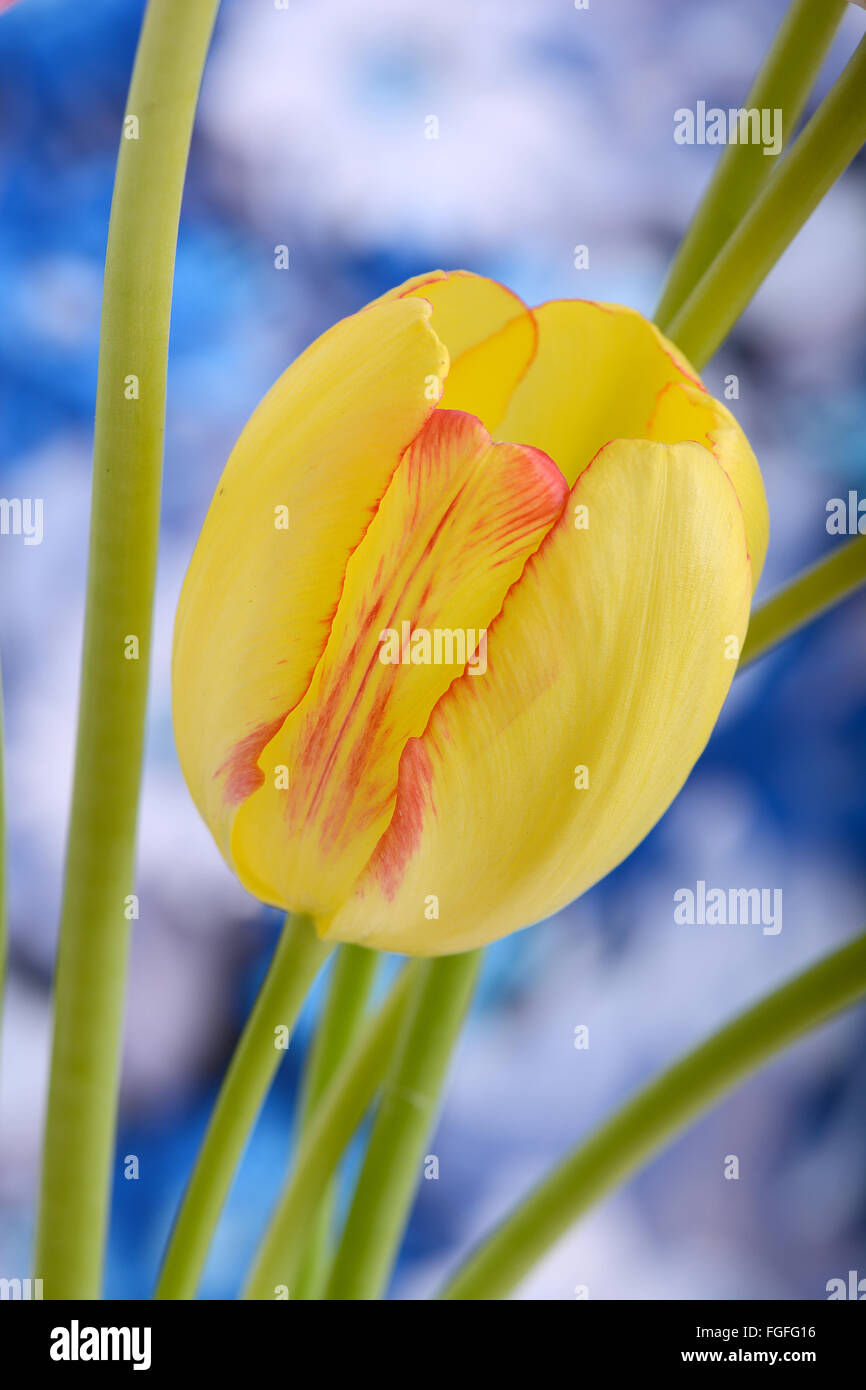 Tulipani gialli vicino upclose fino ai tulipani rossi Foto Stock