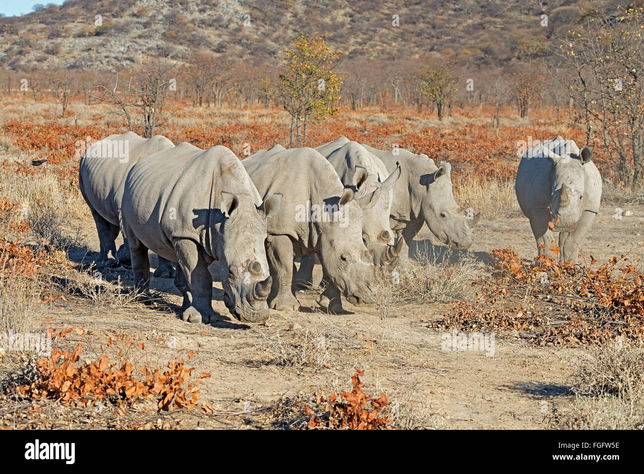 Cinque rinoceronte bianco (Ceratotherium simum) nella loro secco ambiente polveroso in Ongava Game Reserve, Namibia, Africa Foto Stock