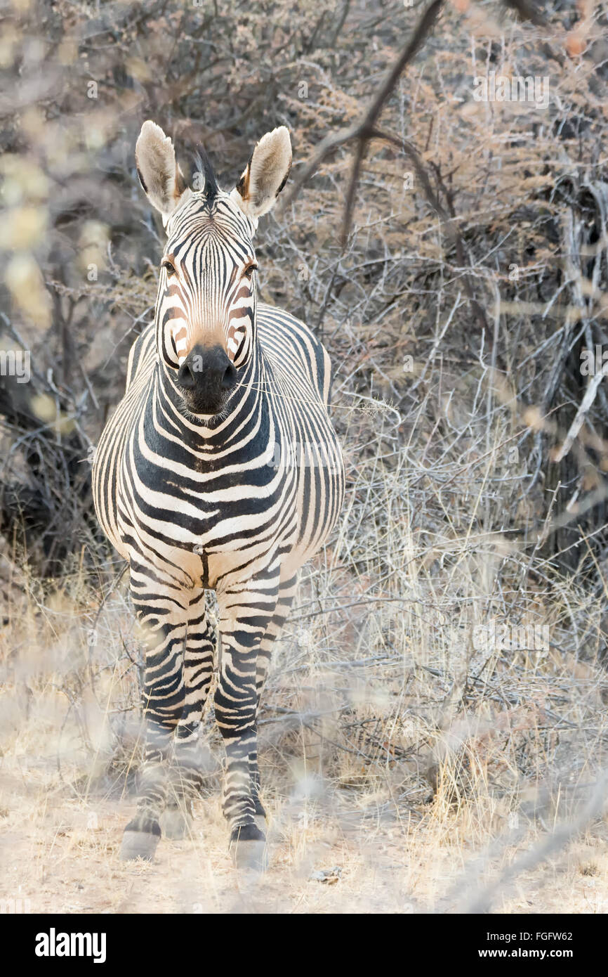 Zebra di Hartmann in l'Okonjima Riserva Naturale, Namibia, Africa Foto Stock