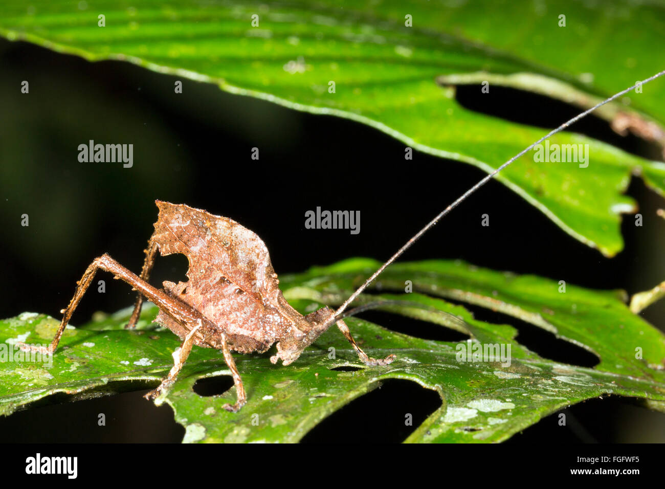 Leaf mimare katydid (Typophyllum sp.) nel sottobosco della foresta pluviale, Pastasa provincia, Ecuador Foto Stock