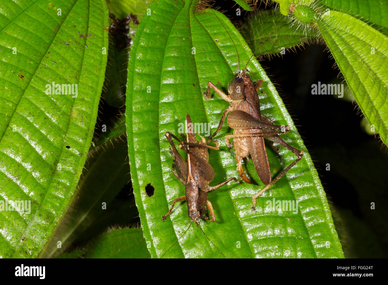 Due bush grilli, un maschio e una femmina insieme a riposo su una foglia nella foresta pluviale sottobosco nella provincia di Pastaza, Ecuador Foto Stock