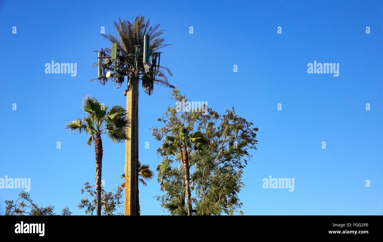 Una torre cellulare viene camuffato da guardare come un Palm tree in modo che si confonda con i dintorni Foto Stock